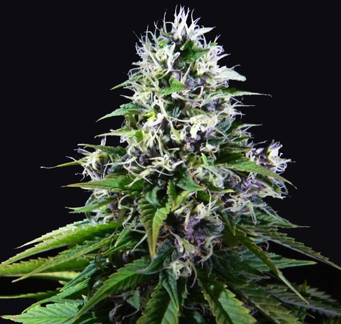 Hawaiian-Haze-seeds